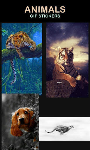 Animal Gif Stickers screenshot 4