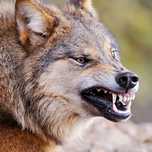 Talking Wolf icon