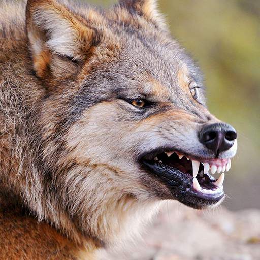 Talking Wolf 1.1.4