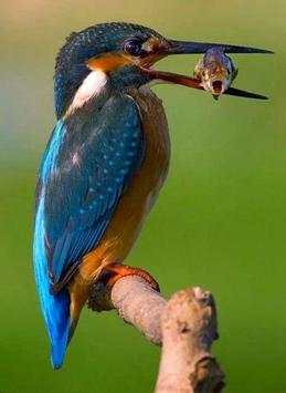 Bird HD Wallpaper screenshot 8