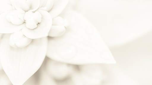 White Background screenshot 2
