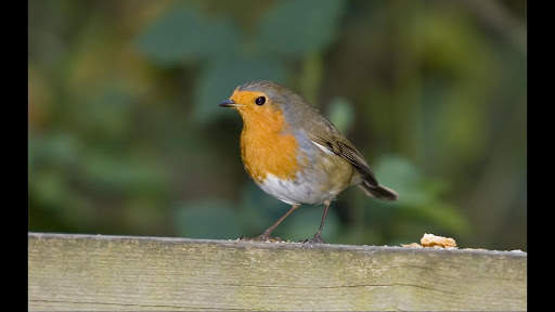Robin. Birds Wallpapers скриншот 5
