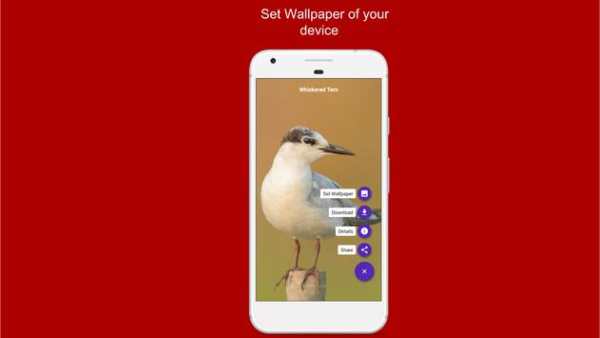 Nature, Bird and Flowers HD 4K Wallpaper (Flickr) screenshot 7