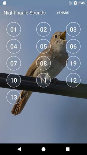 Nightingale Bird Sound Ringtones screenshot 2