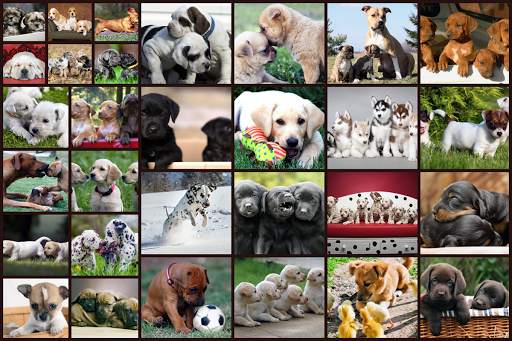 Dogs Jigsaw Puzzle Game Kids screenshot 6