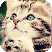 Cat Sound icon