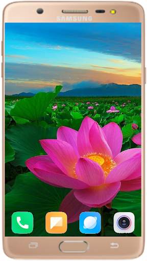 Lotus Wallpaper Best HD screenshot 2