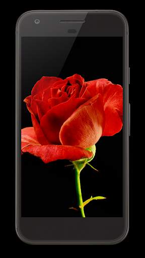 Blooming Rose Video Wallpaper screenshot 2