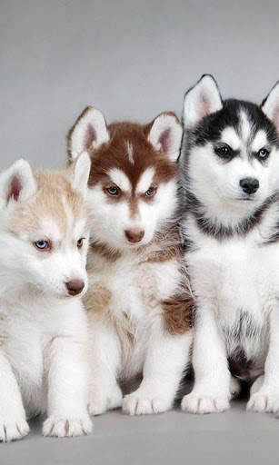 Husky Live Wallpaper screenshot 4