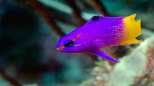 Fish HD Wallpaper screenshot 8