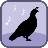 Quail Bird Sounds &amp; Ringtones icon