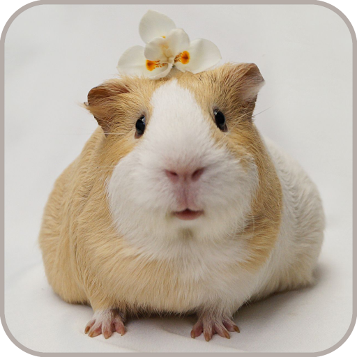 Guinea Pig Wallpaper icon