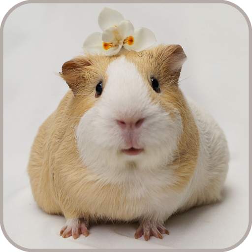 Guinea Pig Wallpaper 1.05