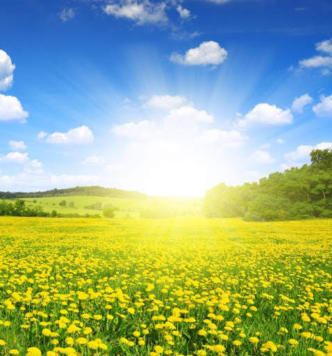 Flowers Garden Wallpaper screenshot 3