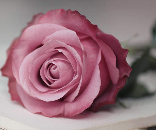 Pink Rose Wallpapers screenshot 13