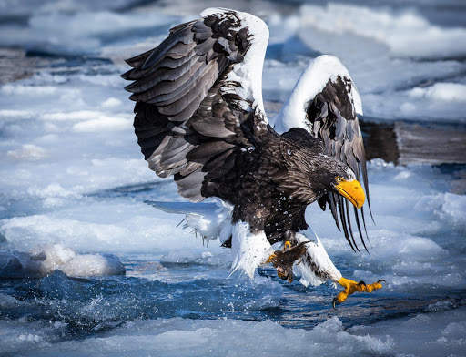 🦅 Eagle Wallpapers – Bird Wallpaper screenshot 8
