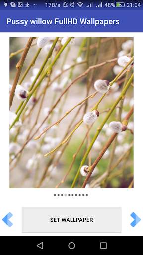 Pussy willow FullHD Wallpapers screenshot 6