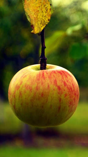 Apple Fruit Wallpapers HD 7 تصوير الشاشة