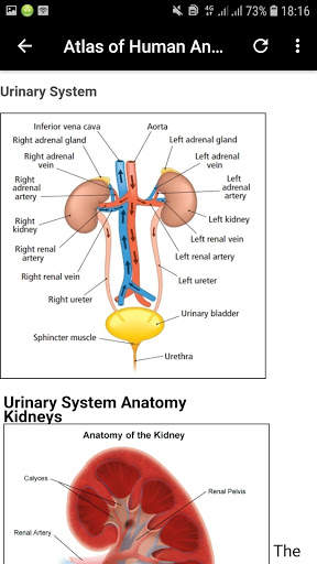 Atlas of Human Anatomy Offline screenshot 5