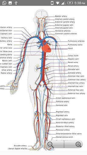 Human Anatomy: Body Parts Guide screenshot 5