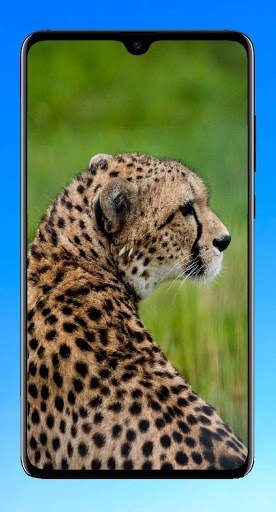 Cheetah Wallpaper 4K screenshot 2