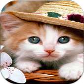 Cat Wallpaper ful HD
