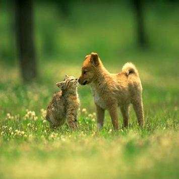 animal communication screenshot 7