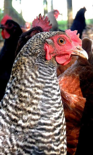 Hen Wallpaper screenshot 5