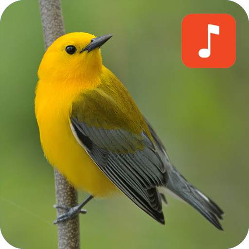Warbler bird Ringtones 1.0.2