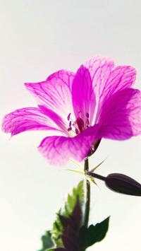 Flower Wallpapers screenshot 6