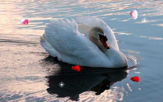 Swans Magic live wallpaper screenshot 3