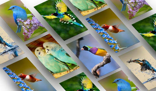 Bird Wallpapers HD स्क्रीनशॉट 2