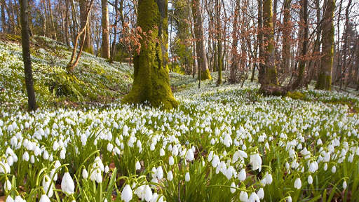 Spring Wallpapers : backgrounds hd screenshot 9