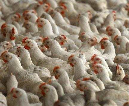 Poultry screenshot 3