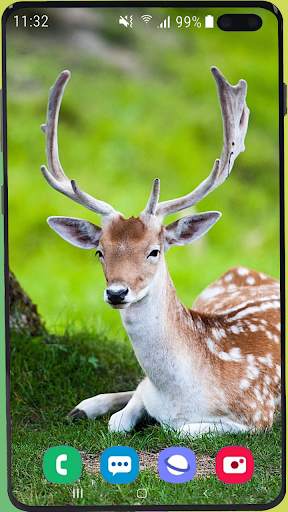 Deer Wallpaper HD screenshot 8