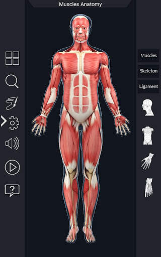 My Muscle Anatomy screenshot 2
