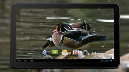 4K Colorful Ducks Video Live Wallpaper screenshot 6