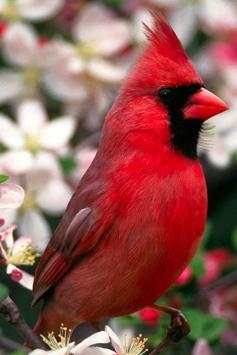 Birds Wallpaper screenshot 3