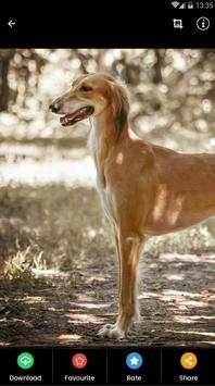 Saluki Dog Wallpaper screenshot 5