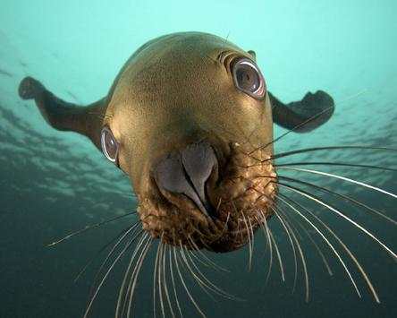 Sea Animals Puzzles Games screenshot 5