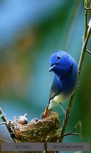 Bird Childs Live Wallpaper screenshot 1