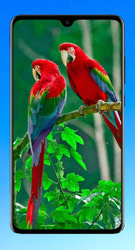 Bird Wallpaper HD screenshot 8