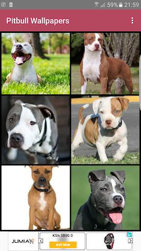 Pitbull Wallpapers 4 تصوير الشاشة