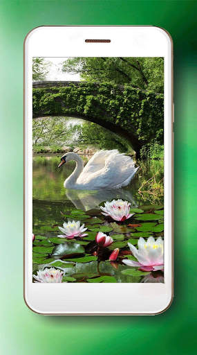 Lotus and Swan Live Wallpaper screenshot 4