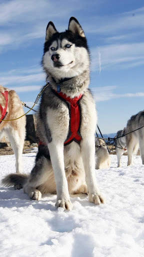 Siberian Husky Wallpapers : backgrounds hd screenshot 6