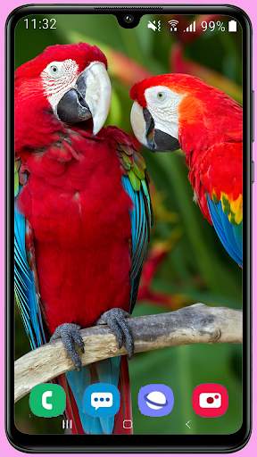 Parrots Wallpaper Best HD screenshot 5