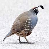 QUAIL 1.0