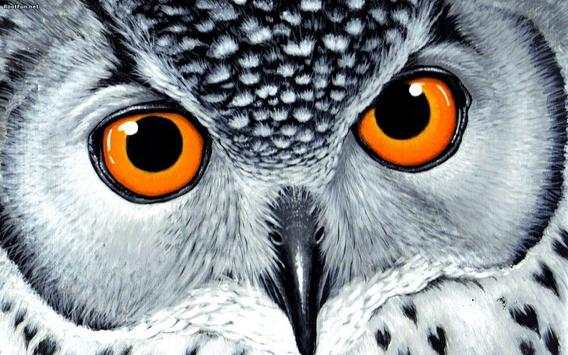 Owl Bird HD Live Wallpaper screenshot 2