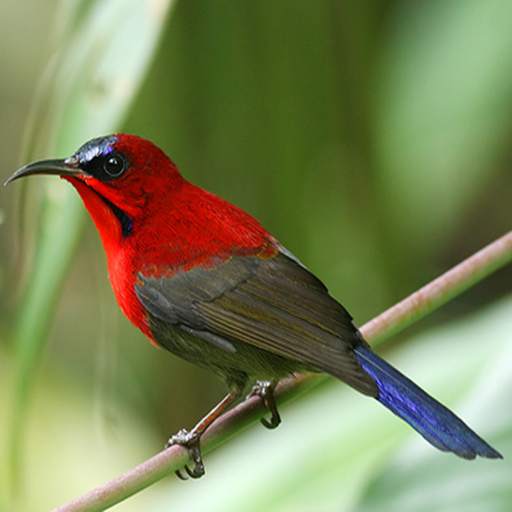 Asian Birds Sounds Free 4.0