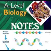 A level biology notes